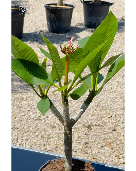 Plumeria Opal Pink de vânzare | Citrice și palmieri - Magazin web